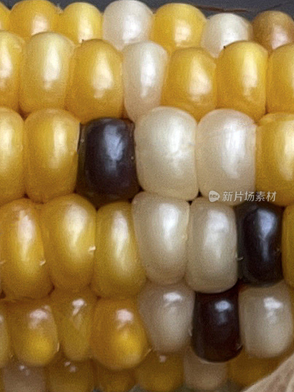 全帧图像的黑色和白色的玉米粒在穗轴上的燧石玉米(Zea mays var. indurata)与剥落的壳，重点在前景